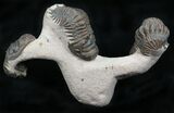 Triple Crotalocephalina Trilobite Piece - Natural Sculpture #22135-3